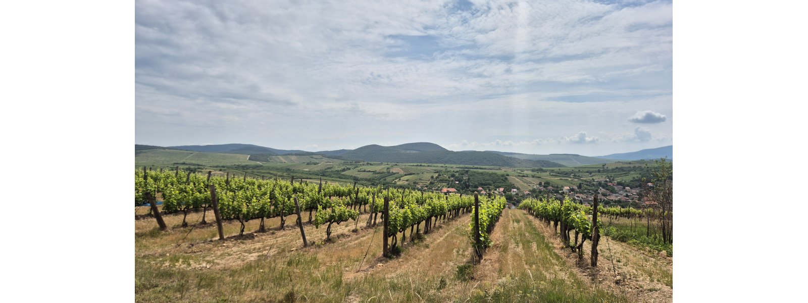 Tur til Tokaj i juni 2026